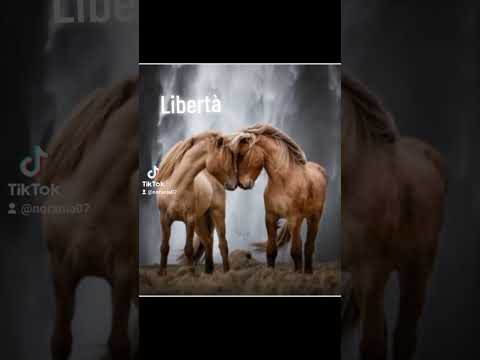 Video: Cosa simboleggiano i cavalli?