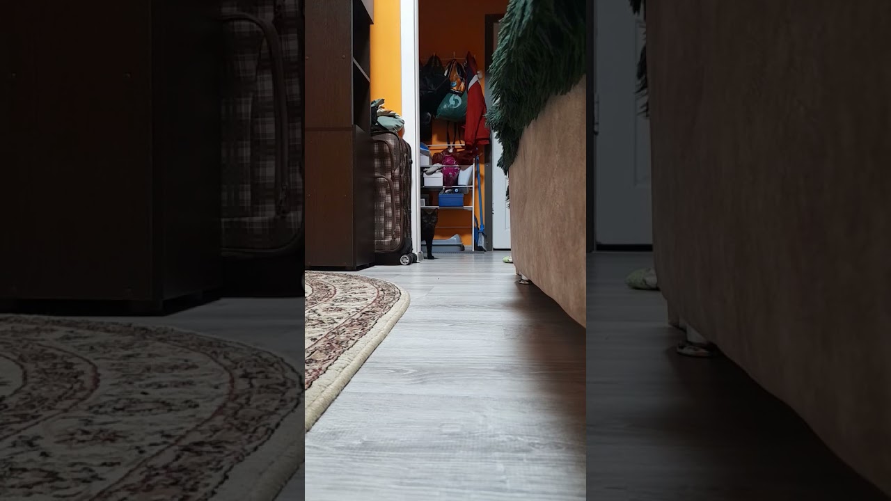 Котик под диваном. Часть 1- "Сбой в матрице" 