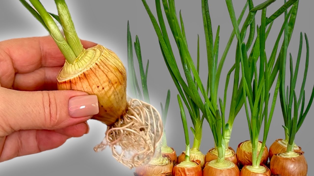 Stop Buying Green Onions — Endless Green Onions on a Windowsill (Zero Cost) 🌱