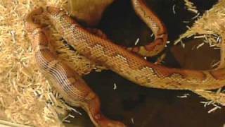 Capture of feed when back out from hide.wmv