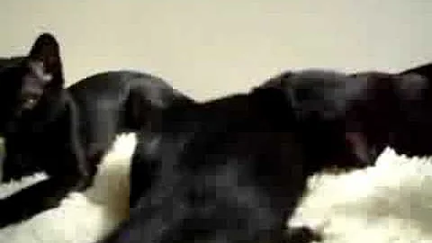 Video 67971: bombay kittens, cat