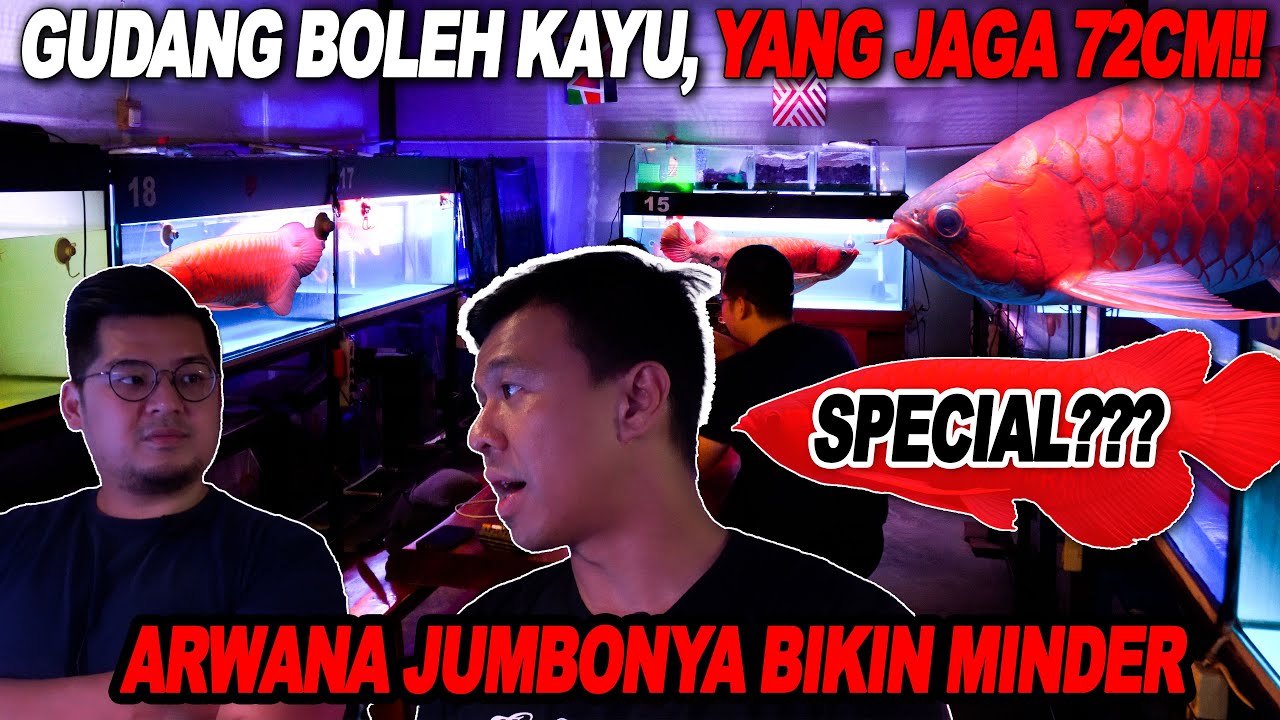 ЗАСТАВИТ ВАС ПОЧУВСТВОВАТЬ СЕБЯ НЕДОСТАТОЧНЫМИ! 72-СМ СУПЕР КРАСНАЯ АРВАНА В ЭТОМ ДЕРЕВЯННОМ АКВА...