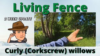 Living Fence Curly Willow update 2 weeks