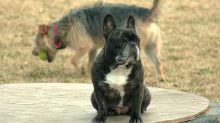 Dog Days of Summer: Golden Valley Doctor Says Dog Bites Surge with Heat