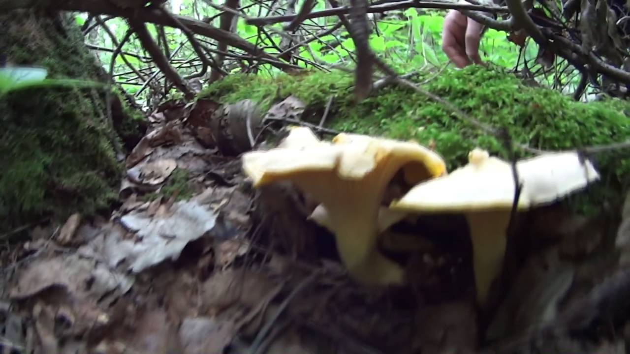 В лес за грибами 2016 - YouTube