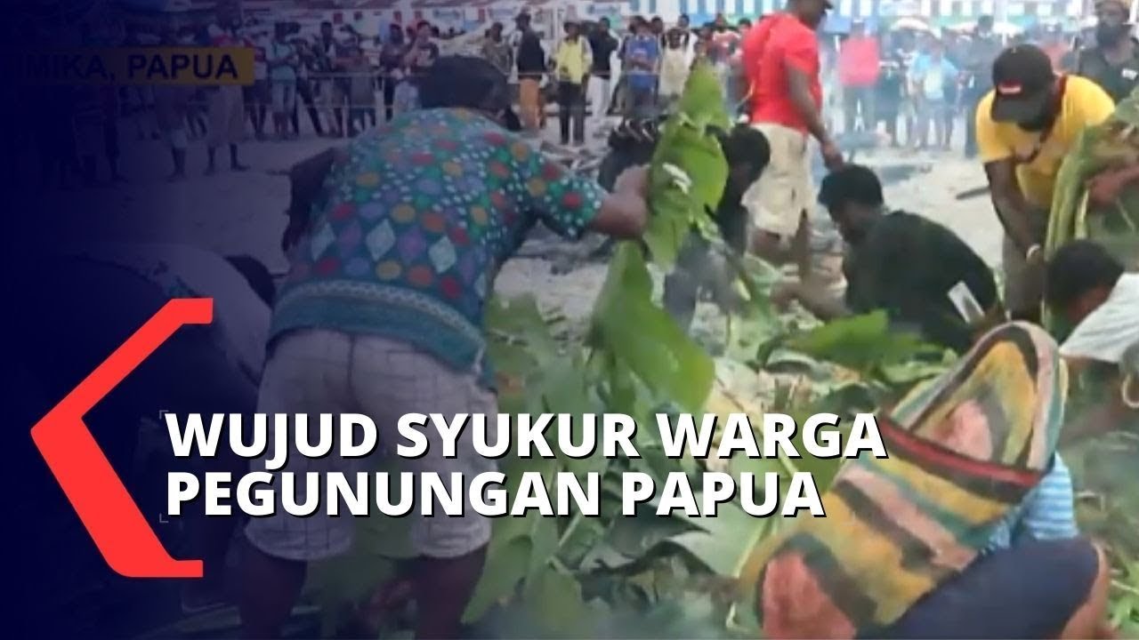 Warga Pegunungan Papua Gotong Royong Gelar Upacara Bakar Batu