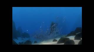 Finding Nemo DVD Trailer 2 Now On DVD & Video Ver