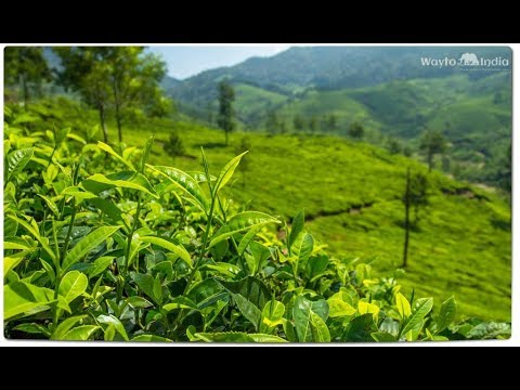 Vídeo: Diferencia Entre El Té Assam Y El Té Darjeeling