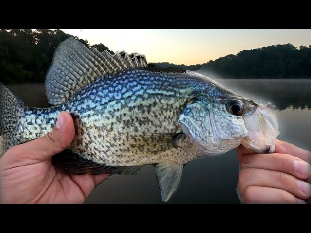 Huge Crappie Slabs Spawning on the Banks of the Arkansas River- April 2021  