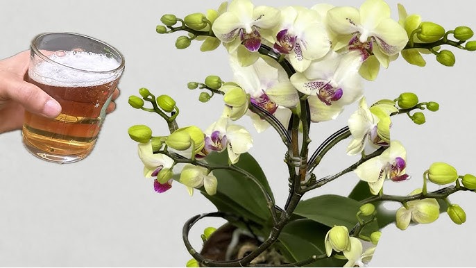 Orchids Aquae Bouteille d'eau 32Oz avec indicateur de temps et crépine  amovible pour vous rappeler de boire plus d'eau, un débit rapide, une bouteille  d'eau sans BPA pour la remise en forme