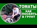 Когда и как сеять семена томатов на рассаду в грунт