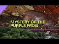 Mystery of the purple frog  western ghats  on the edge