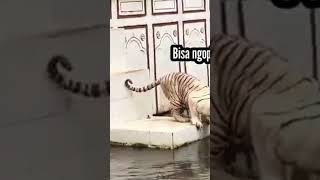 Cat Funny shorts