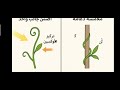 3 حل بعض أسئلة الحركة في النبات من كتاب اكتشف الفائز 2026 الأستاذ محمد الرفاعى ذكى 