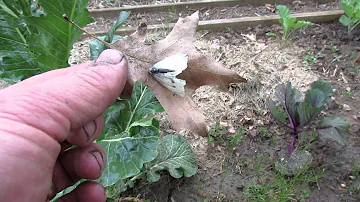 Garden Pests: The Cabbage Looper Moth, Green Caterpillars & Preventive Spraying - TRG 20215
