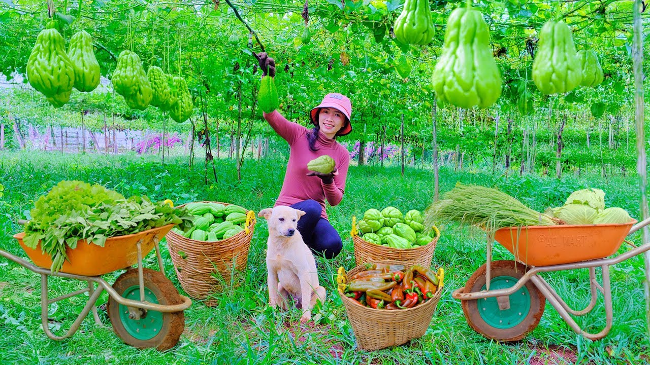 Harvest, Sell, Cook: Chayote, Socola Chili, Cabbage, Scallions, Mixed Greens, Garden,Raise Livestock