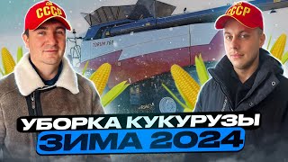 Технология зимней уборки кукурузы 2024! Продажа кукурузы в Иран.