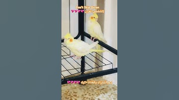 تلاوه عطره من الذكررالحكيم #اكسبلور #cutebird #foryou #birds