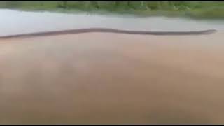 Snake