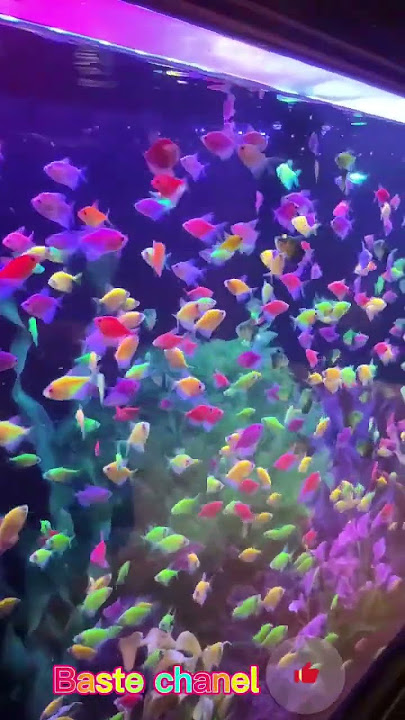 ikan glowfish aquarium..❤❤🤩 #glowfish #aquascape #ikanhias #aquariumfish