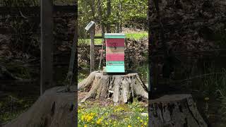 New Installed Package of Honey Bees are Doing Well