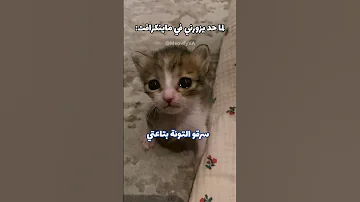 سراقين في كل مكان اكسبلور Funny Catvideos Catmeme 