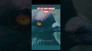 mata merpati kolong yang bagus #shorts #shortvideo #merpatikolong #merpati