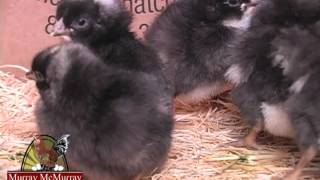 Cuckoo_Maran_Murray_McMurray_Hatchery.mpg