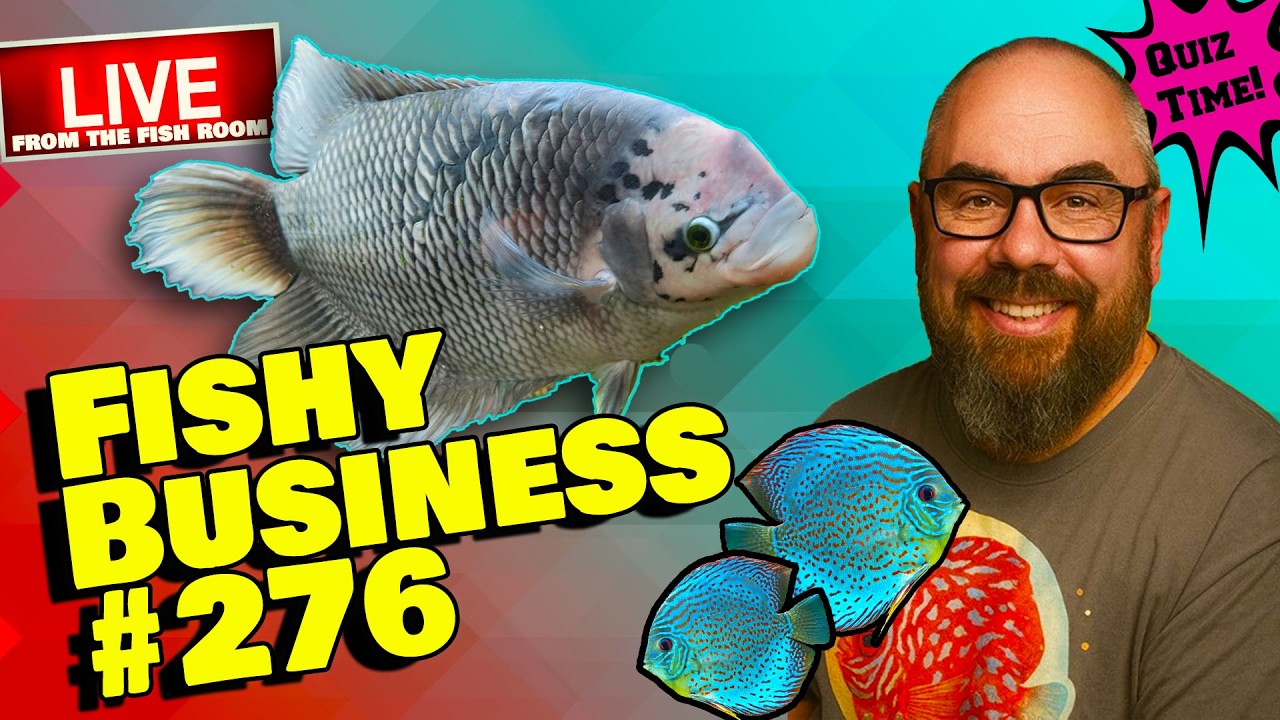Friday Night Live! -  Fishy Business #276