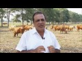 Características del ganado costeño con cuernos | La Finca de Hoy