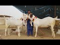 Heavy Weight Goats Gulabi Breed