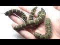 What Happens When You Hold A Giant Caterpillar In Your Hand What Happens When You Hold A Giant Caterpillar In Your Hand