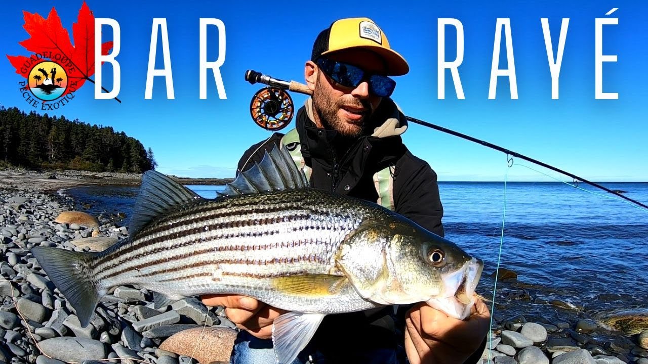 BAR RAYÉ à la mouche Pêche en GASPÉSIE (Québec) YouTube
