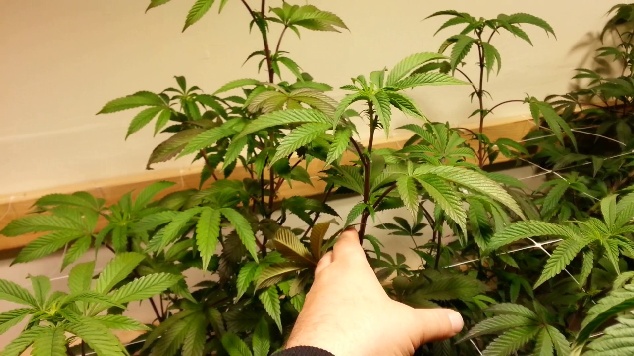 Sk600 grow day 14 of flower  gsc
