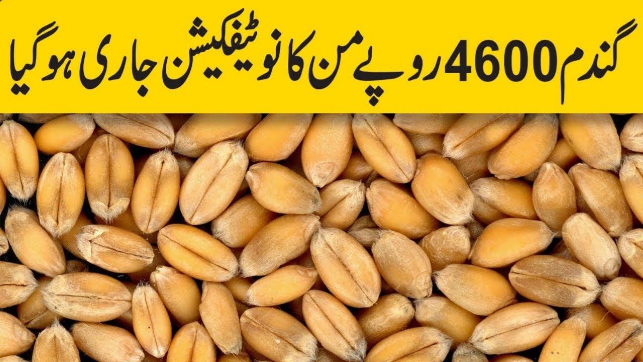 wheat rate in Pakistan | gandam ka rate 2024 | wheat price 2024 | wheat ...