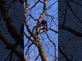 wyżej się nie dało 😅#wspinaczka #drzewo #mocny #konar #bushcraft @DzikiZew
