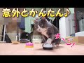 意外と簡単すぎた猫ベル（呼び鈴）。ママ猫＝夏、3日でマスターしちゃったみたい...