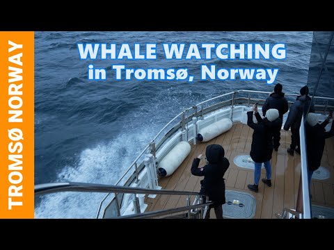 Video: Scandinavia's Best Whale Watching Spots