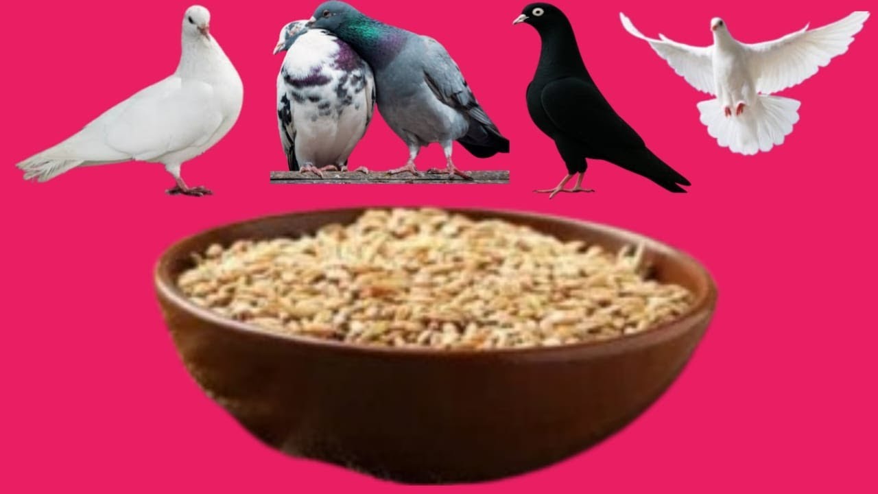 Why we should not feed pigeons
