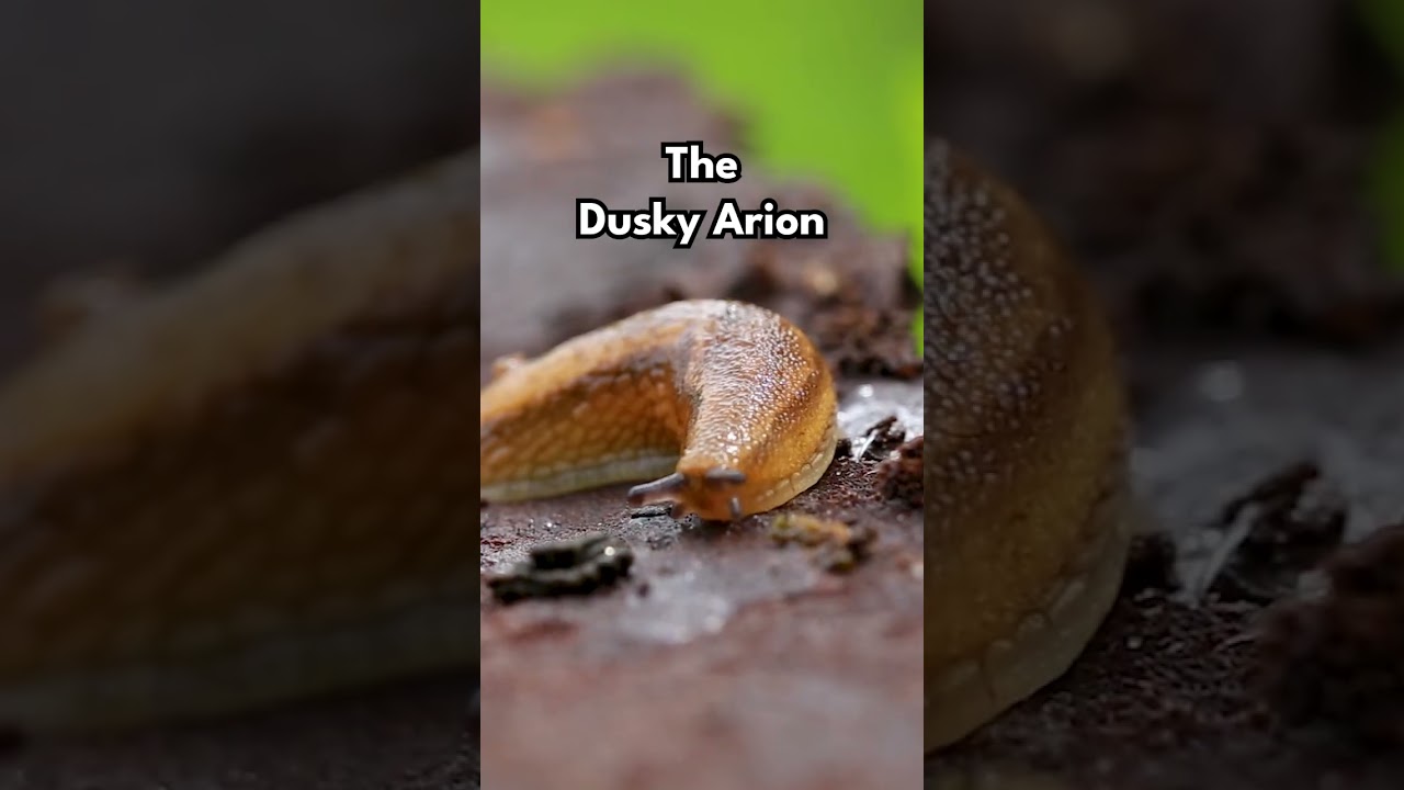 What is a slug? #michigan
