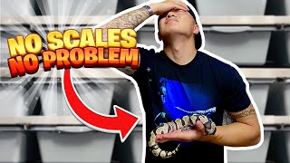 Scaleless Ball Python Care Tips