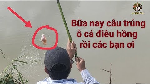 CÂU TRÚNG Ỗ CÁ ĐIÊU HỒNG RỒI CÁC BẠN ƠI ( câu cá trong ao nuôi bỏ hoang và cái kết) - Lê Hoàng Vlog