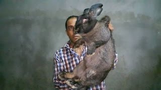 اضخم انواع الارانب بالعالم استيراد بلغاريا يصل 12كغم  مع جمال العمواسي