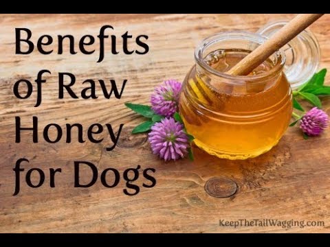 benefits-of-bee-pollen-and-raw-honey-for-dogs