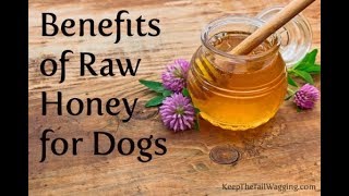 Benefits of raw honey for dogs 2025