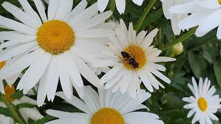 July Blooms: Capturing the Beauty of Summer Flowers : Giant Daisies in Full Bloom: ~ 10-12 cm