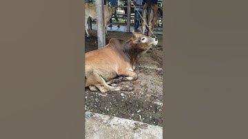 Tingkah laku sapi lucu dan pintar #shorts #sapi #lembu