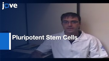 Analysis: Pluripotent Stem Cells By Using Cryosections: Embryoid Bodies l Protocol Preview