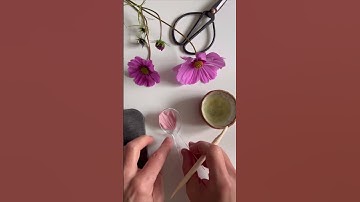 Gum paste Cosmos Sugar Flower Tutorial  #cakedecorating #sugarflowers #cake #flowers #diy