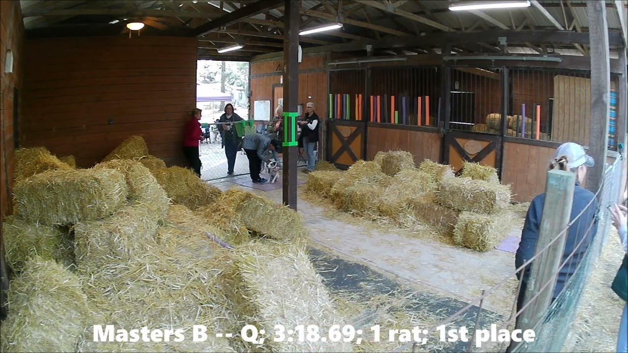 Punk G2 BH 2025-01-10